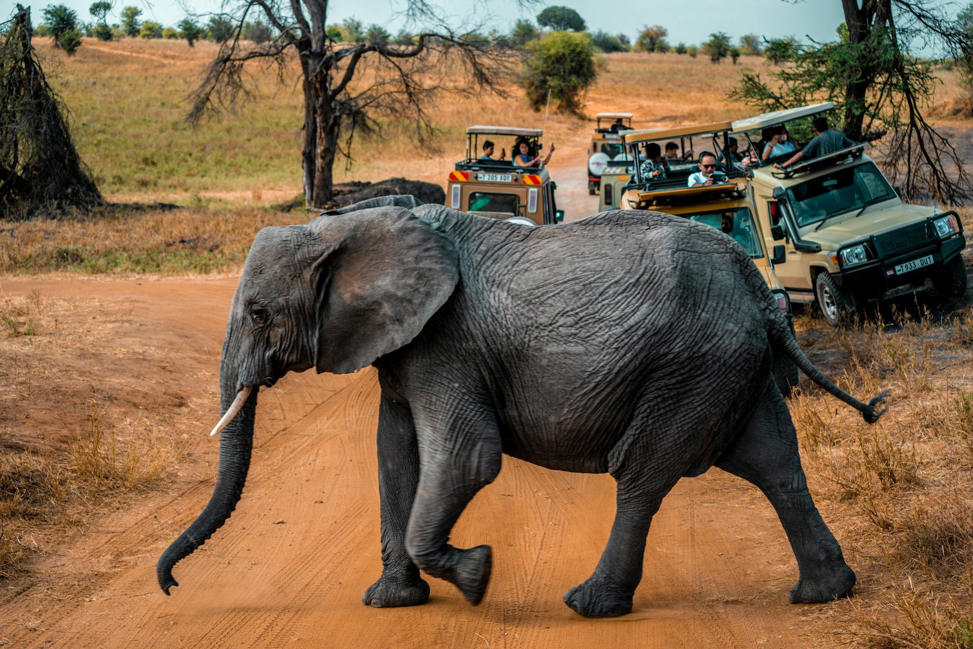 Kenya vs Tanzania: Which Safari Destination is Right for You?